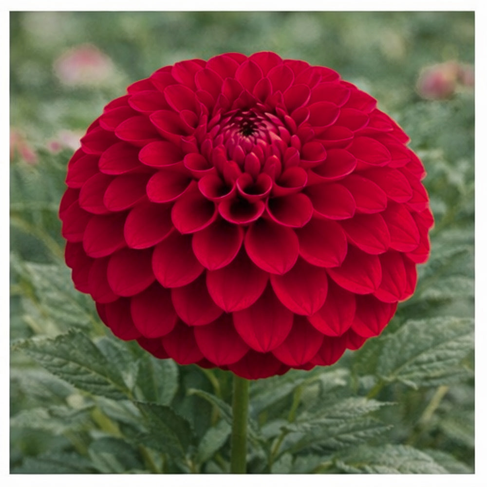 Cornel Red Dahlia