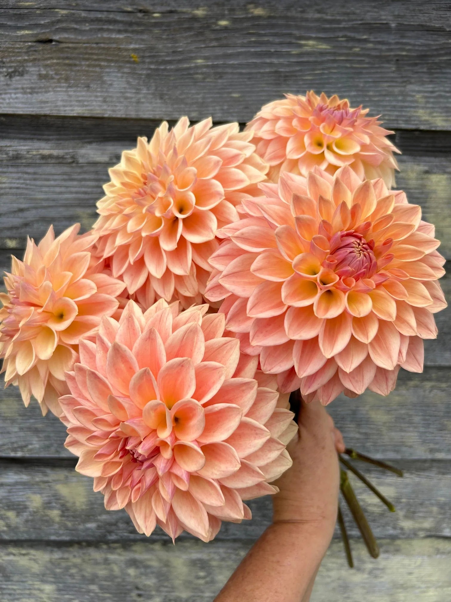 Blomquist Alan Dahlia
