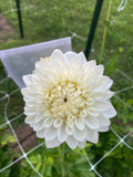 Blizzard Dahlia