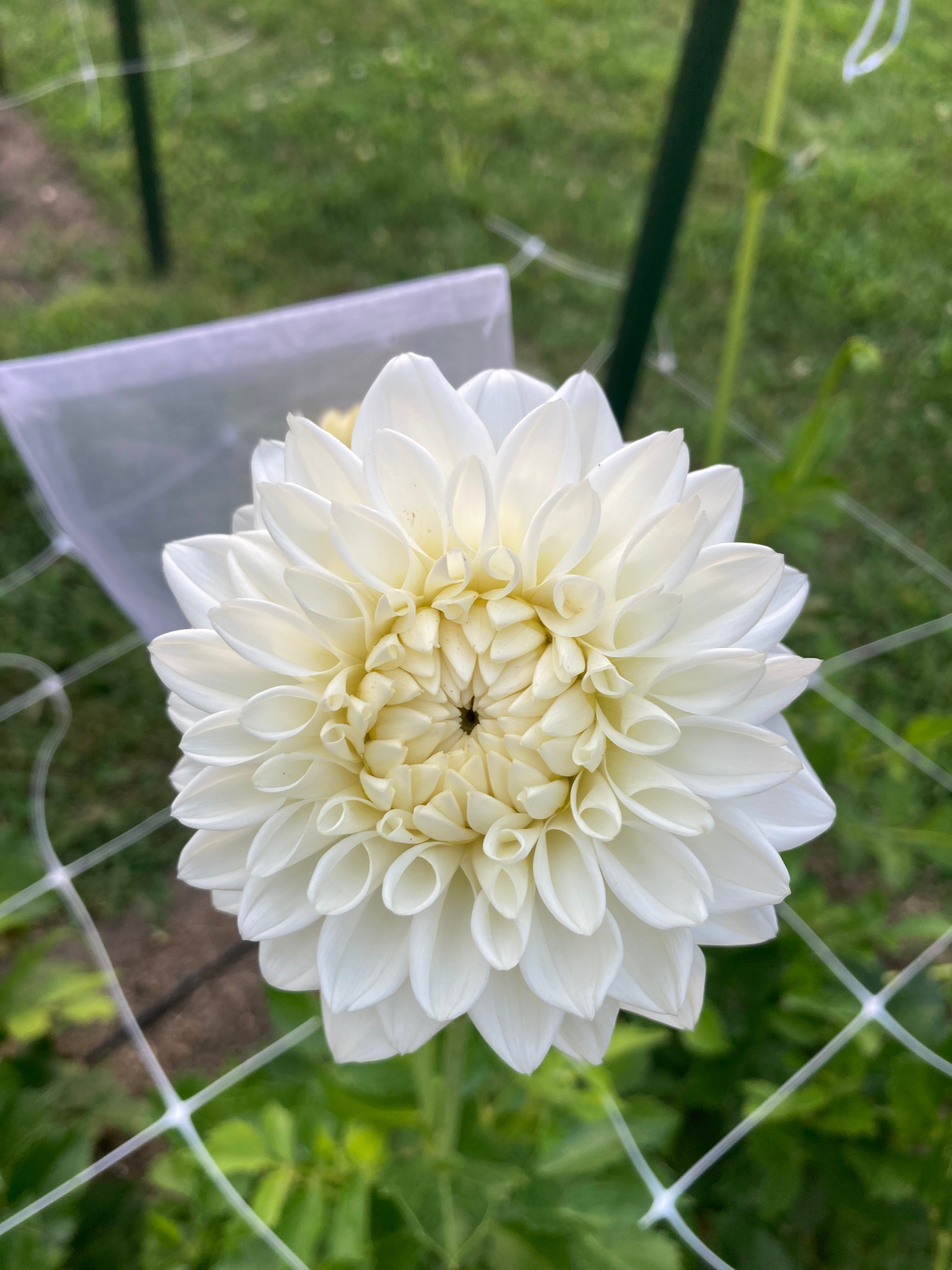 Blizzard Dahlia
