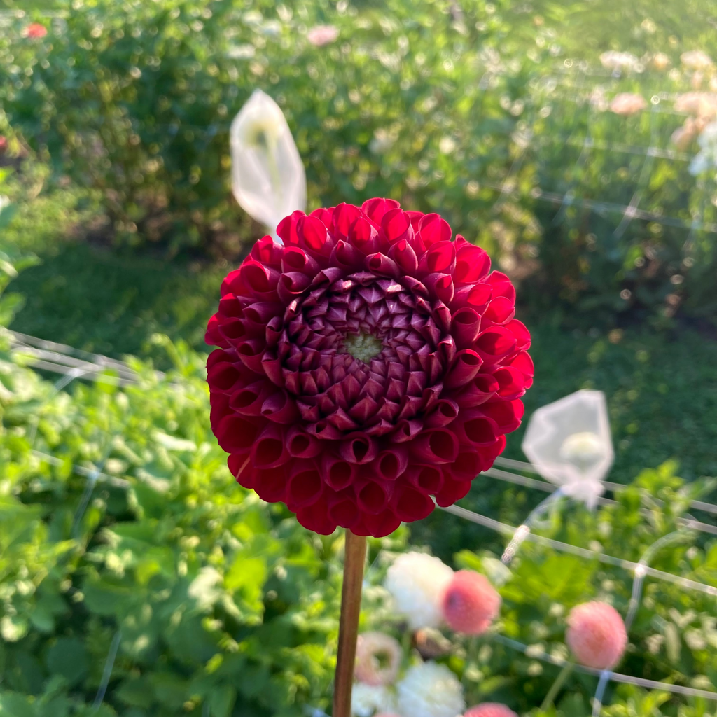 Cornel Red Dahlia