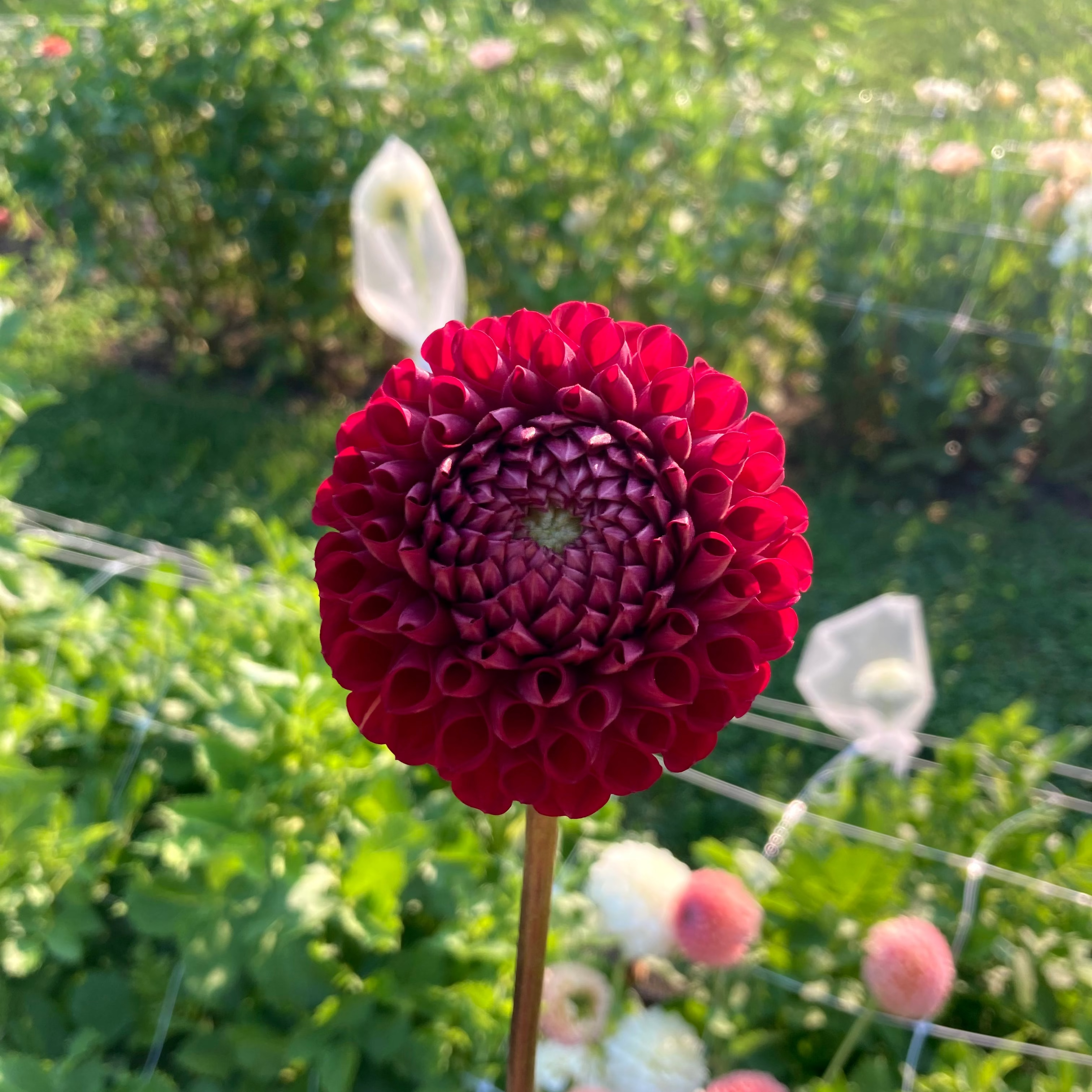 Cornel Red Dahlia
