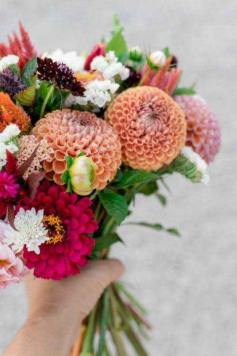 Cornel Bronze Dahlia
