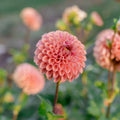 Cornel Bronze Dahlia