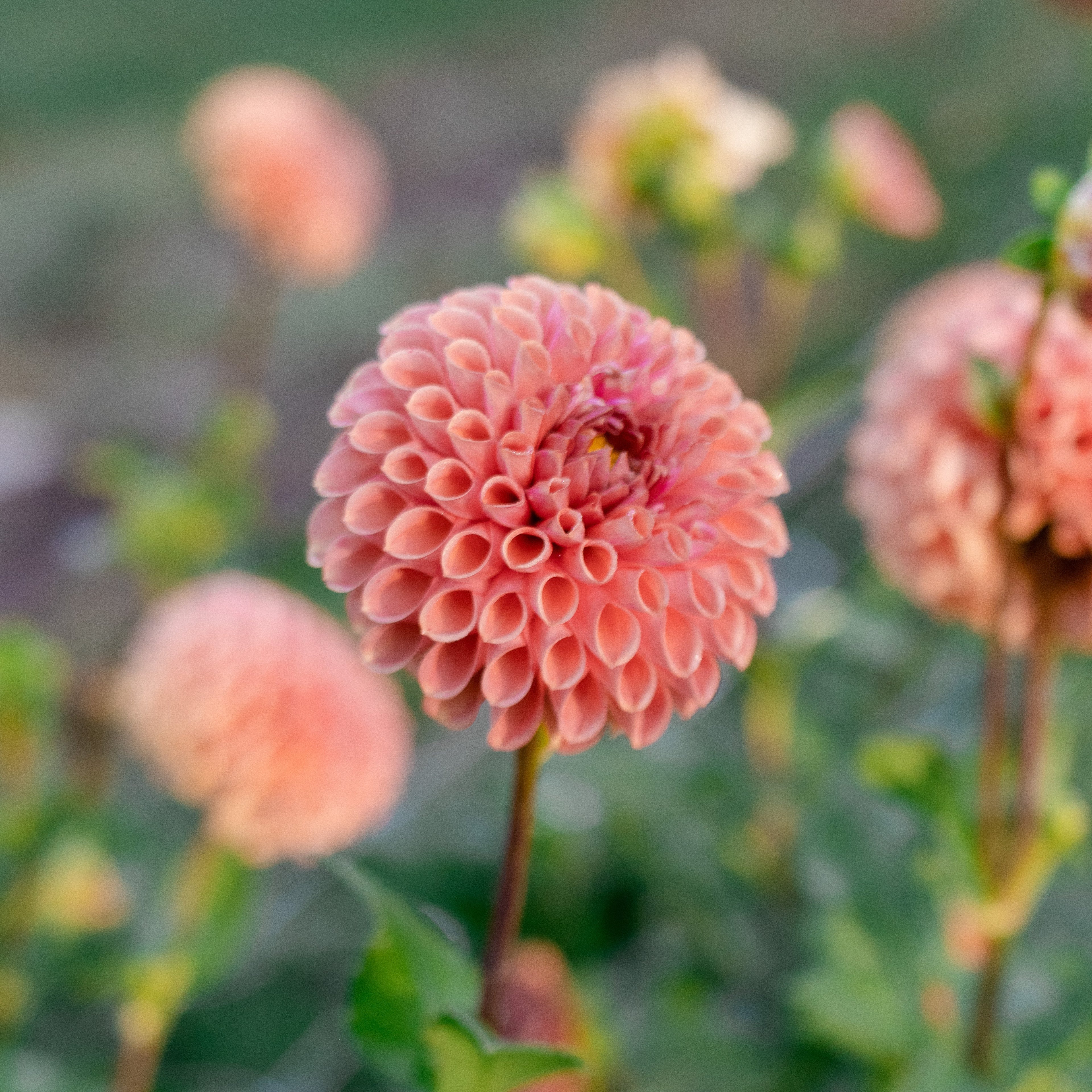 Cornel Bronze Dahlia