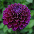 Diva Dahlia