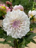 Irish Ruffles Dahlia